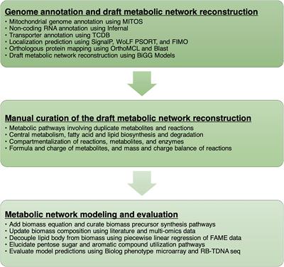 Multi-Omics Driven Metabolic Network Reconstruction and Analysis of Lignocellulosic Carbon Utilization in Rhodosporidium toruloides